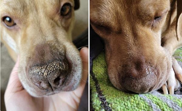 6. Bio Pet Active Paw Nose Care Köpek Pati ve Burun Kremi