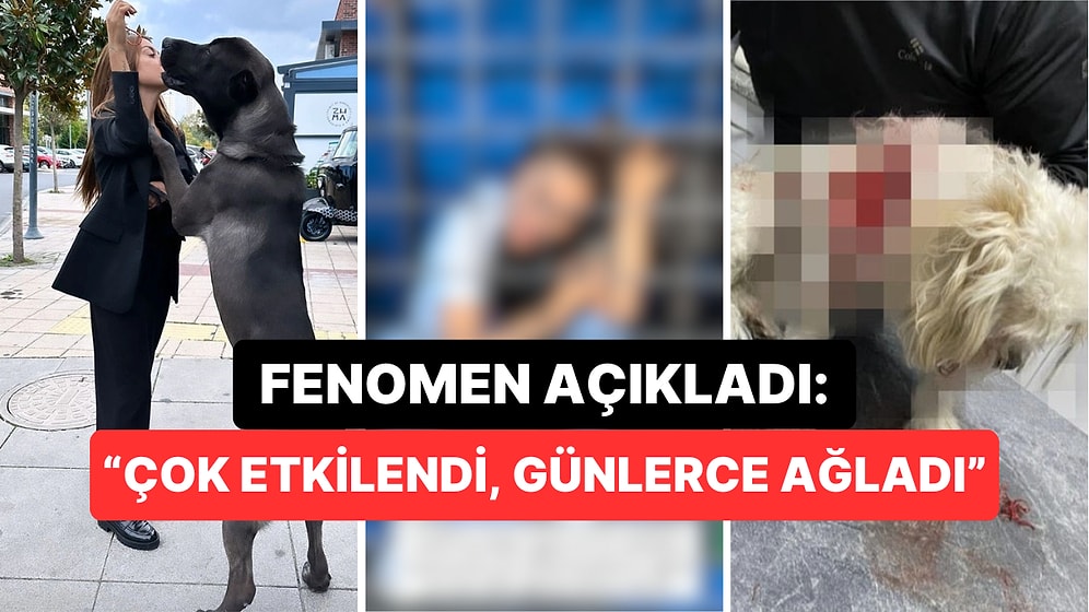 Banu Parlak Tasmasız Gezdirdiği İçin Başka Bir Köpeğin Ölümüne Yol Açan Köpeği Drogo'nun Son Halini Paylaştı