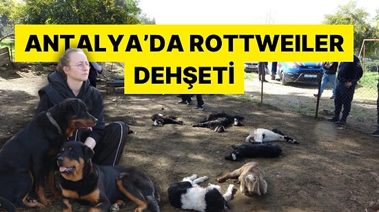 Antalya Manavgat'ta 57 Oğlağı Telef Olan Ahıl Sahibi İsyan Etti