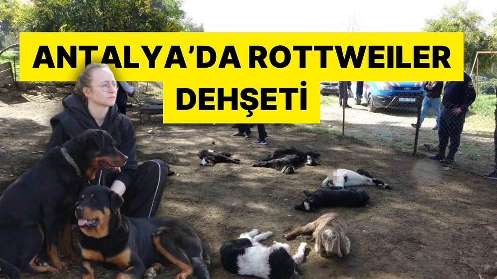 Antalya Manavgat'ta 57 Oğlağı Telef Olan Ahıl Sahibi İsyan Etti