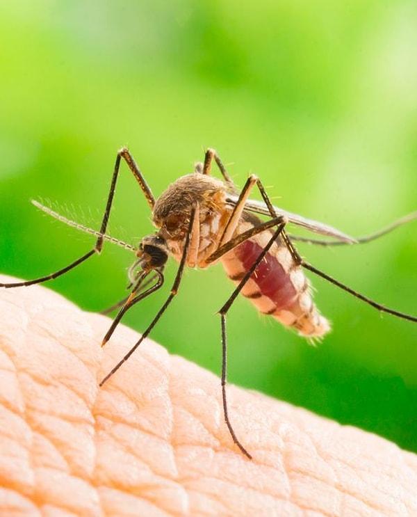 14. Sadece dişi sivrisinekler kan için insanları ısırmaktadır.