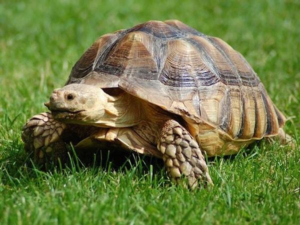 10. Kaplumbağalar, kloakal (dışkılık) solunum olarak bilinen ve birincil akciğer solunumlarını tamamlayan bir süreç olan kloaklarından oksijen emme yeteneğine sahiptir.