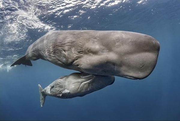 5. İspermeçet balinaları okyanusun karanlık derinliklerinde yönlerini bulmak ve avlarının yerini tespit etmek için biyolojik bir sonar sistemi olan ekolokasyonu kullanırlar.