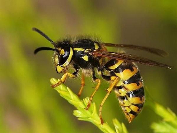 1. Eşek arıları birden fazla kez sokabilir!