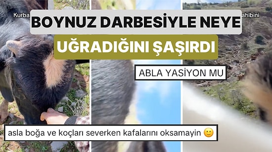 Bir Genç Kız Otlaması İçin Dağa Götürdüğü Boğayı Severken Boynuz Darbesiyle Neye Uğradığını Şaşırdı