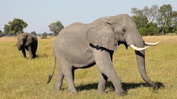 Böylesi ne görüldü ne de duyuldu. Dünyanın en yoğun fil nüfusuna sahip ülkesi Botsvana'nın Devlet Başkanı Mokgweetsi Masisi, fil avcılığına önlemek amacıyla av malzemeleri satışına yönelik kısıtlamalar getirmek isteyen Almanya'yı, 20 bin fil göndermekle tehdit etti.