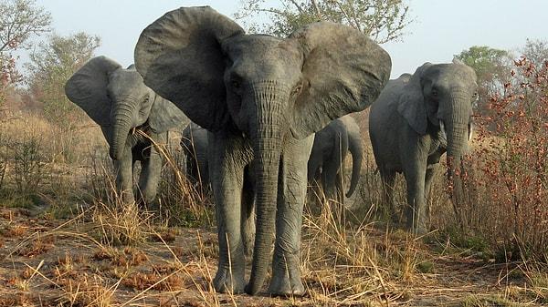 Masisi, avcılığının, fil nüfusunu kontrol altına almak için etkili bir yöntem olduğuna değinerek, "Berlin'de oturup Botsvana'daki meselelerimiz hakkında fikir sahibi olmak çok kolay" ifadelerini kullandı.