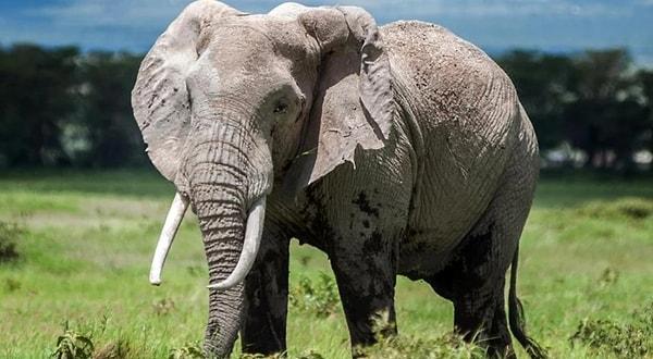 Dünya fil nüfusunun yaklaşık üçte birine ev sahipliği yapan Botsvana'da fil avcılığı 2014 yılında yasaklanmıştı. Bu yasak, fil nüfusundaki patlama ve yerel halkın talebi doğrultusunda 2019'da kaldırılmıştı.