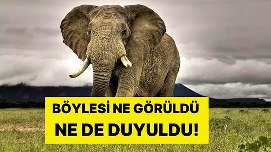 Bu da Oldu! Botsvana'dan Almanya'ya Akılalmaz Tehdit: '20 Bin Fil Göndeririz'