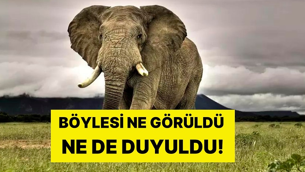Bu da Oldu! Botsvana'dan Almanya'ya Akılalmaz Tehdit: '20 Bin Fil Göndeririz'
