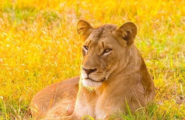 34. Dişiler genellikle aslan sürülerindeki birincil avcılardır.