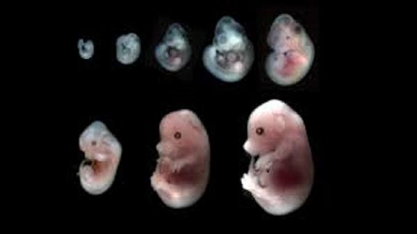 Deneyde kullanılan fare embriyosunun altı bacak olduğu, cinsel organının olmadığı ve bazı iç organların ise dışarıda geliştiği gözlemlendi. ABC'de yer alan bilgiye göre,  Embriyoların büyümesi sırasında belirli bir proteinin nasıl çalıştığını araştıran ekip, Tgfbr1 adı verilen bir reseptör proteini üzerine odaklandı.