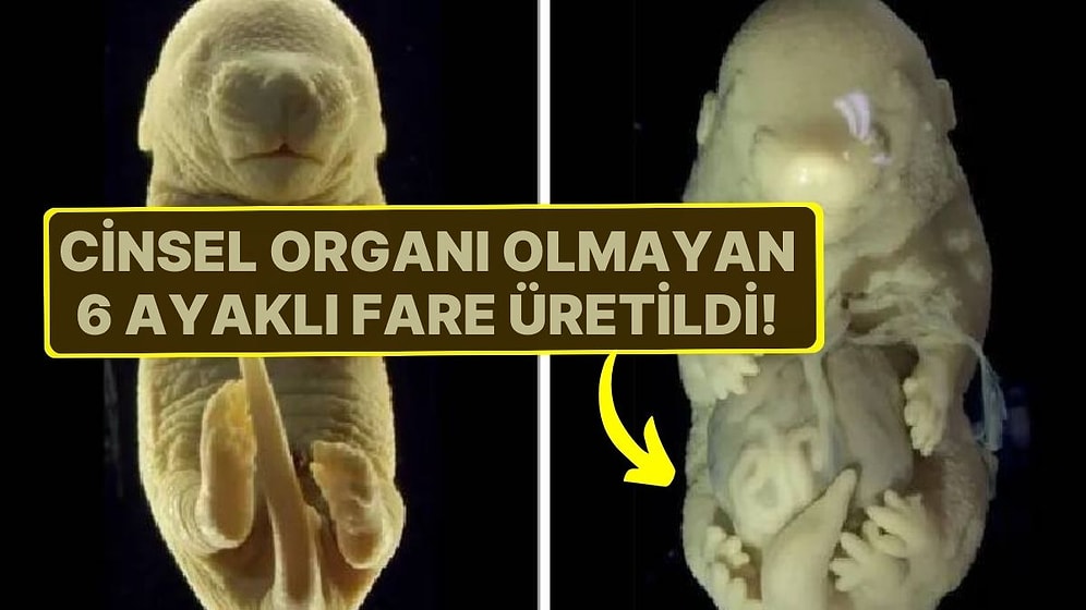 Bilim İnsanlarının DNA Çalışmalarında Beklenmedik Sonuç! Cinsel Organı Olmayan 6 Ayaklı Fare Üretildi