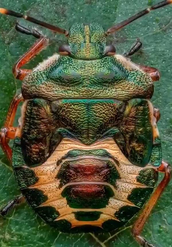 Yapraklarda yaşayan böcek türü canlıları yakından çeken adamın fotoğraflarında, canlıların renkleri çok dikkat çekti.