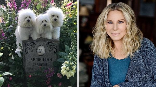 8. Barbara Streisand, köpeği Samantha öldükten sonra ağzından ve midesinden alınan hücreleri kullanarak köpeğini klonlamış! İkiz doğan köpekleri Scarlet ve Violet'ı ayırt edebilmesi için farklı renklerde giydirmesi gerekiyormuş... Aşağıdaki fotoğrafta sağ ve soldaki köpekler klonlanan ikizler, ortadaki de rahmetli Samantha'nın kuzeni!