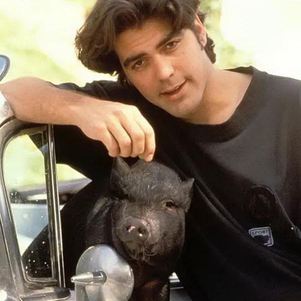 12. George Clooney'nin onunla birlikte yatağında uyuyan ve her yere götürdüğü 133 kiloluk bir evcil yaban domuzu varmış! Zamanında kız arkadaşı Kelly Preston için aldığı domuz, onun en yakın arkadaşı olmuş!