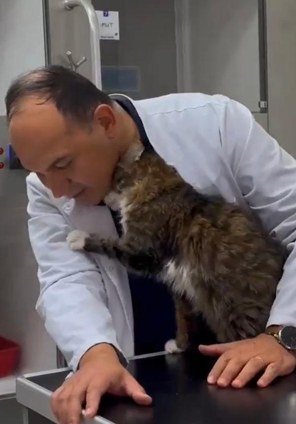Bugüne kadarki tüm tedavi süreçlerinde olumlu yanıt veren tatlı kedi Şero, şimdilerde yaşadığı rahatsızlığını da başarıyla atlattı.