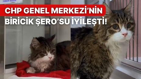 CHP Genel Merkezi’nin Maskotu Şero’nun Tedavisi Bitti ve Tatlı Kedi Sağlığına Kavuştu