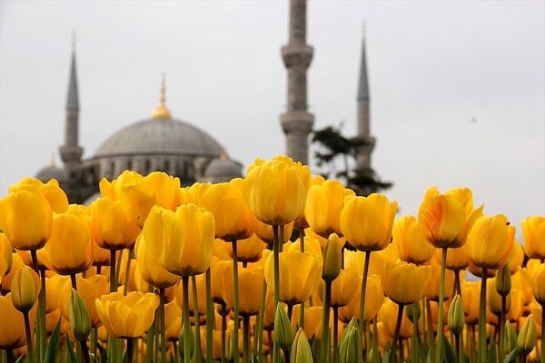 İstanbul'u güzelleştiren detaylardan birisi de hiç şüphesiz laleler.