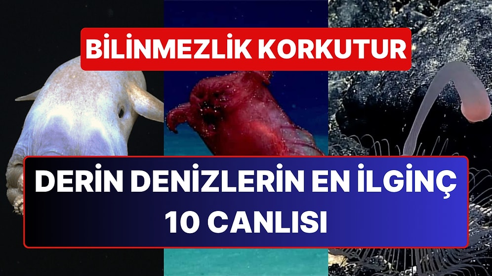 Ürkmeden Edemeyeceksiniz: Denizin Derinlerinde Yaşayan En İlginç Bilinmeyen 10 Canlı