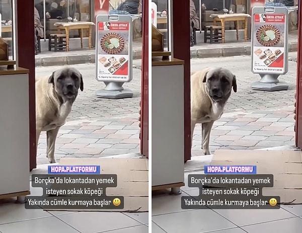 Artvin'in Borçka ilçesinde bir köpek, bir lokantaya giderek yemek istedi.