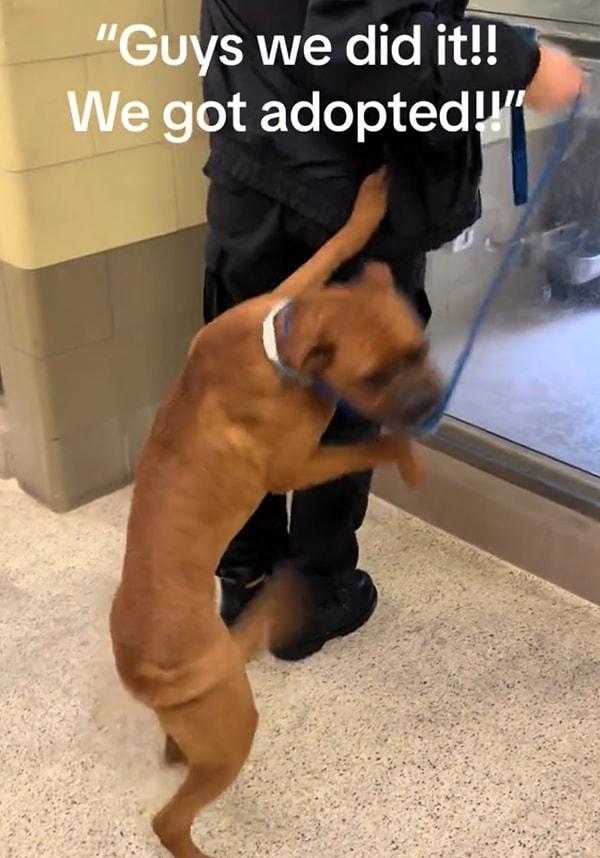 @sandy.dog.rescue kullanıcı adlı TikTok hesabının paylaştığı bu video kısa sürede 20 milyonu aşkın izlenme aldı.