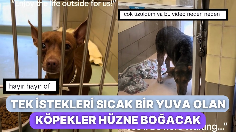 Barınaktaki Dostları Yuvalanınca Geride Kalan Köpeklerin Gözlerindeki Hüzün Kalbinizi Paramparça Edecek