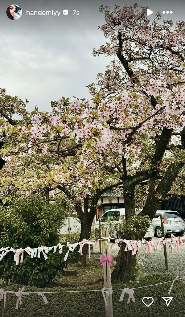 Her yıl Mart ayının sonlarında başlayan, Nisan ayının ortalarında biten Sakura Çiçeklerini görmek için milyonlarca insan Japonya'ya seyahat ediyor.