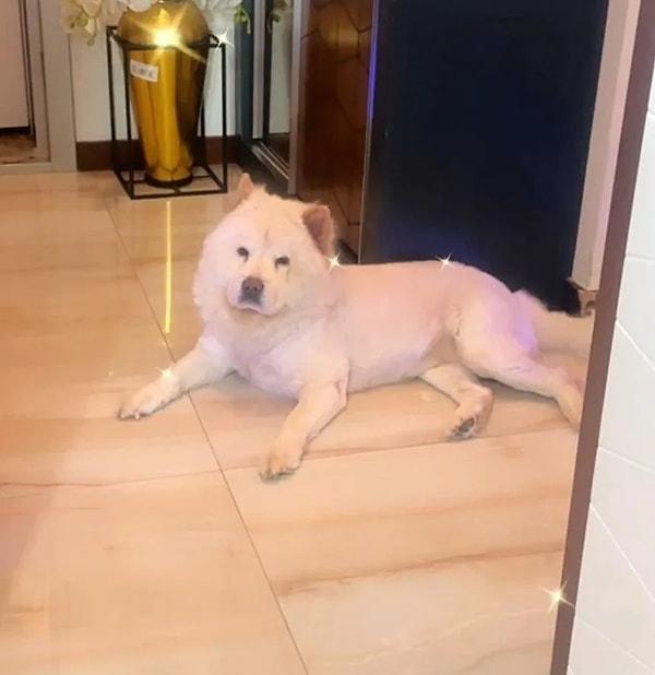 Adana Seyhan'da 4 yıldır Çin Aslanı cinsi Tina isimli köpeği besleyen Ş.Ö. (42), 2 sene önce Pomeranian cinsi Linda isimli bir köpek daha sahiplendi.