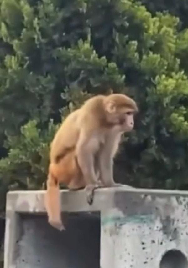 Şahin Olcay adlı vatandaş ilk olarak maymunu parke taşının üstünde otururken gördüğünü ifade etti.