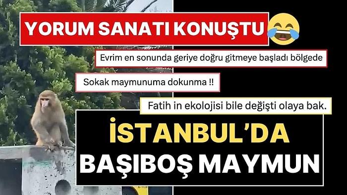 İstanbul Fatih'te Başıboş Sokak Maymunu: Sosyal Medyada Yorum Fırtınası!