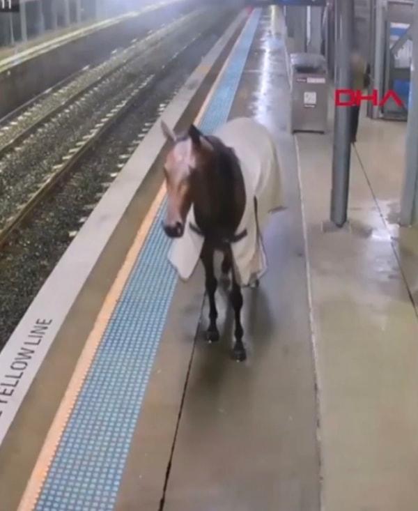 Sağanak yağmurdan kaçabilmek için tren istasyonuna sığınan at bir süre orada vakit geçirdi.