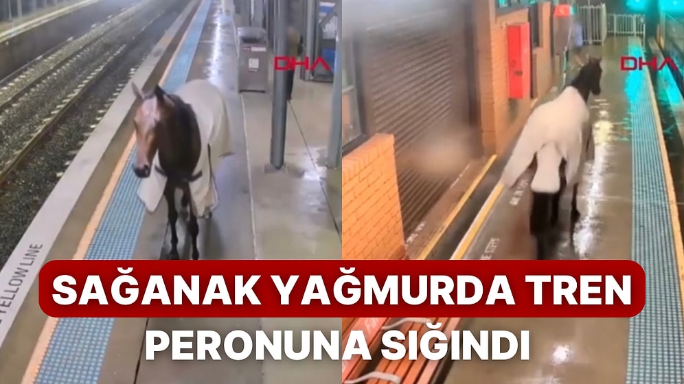 Avustralya’da Kaçan Bir Yarış Atı Sahibi Gelene Kadar Tren Peronuna Sığındı
