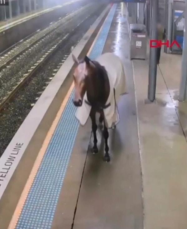 Avustralya’nın New South Wales eyaletinde 5 Nisan’da yaşanan olayda nasıl kaçtığı bilinmeyen bir yarış atı, başıboş gezdiği anlarla halka panik yaşattı.