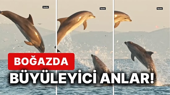 İstanbul Boğazı'nda Dans Edercesine Yüzen Yunuslar Görenleri Hayran Bıraktı
