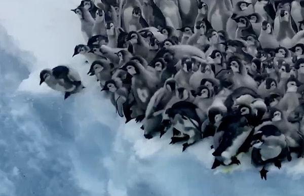 Kendilerini 15 metre yükseklikten okyanus sularına bırakan bebek penguenlerin, cesur olan ve önden atlayan penguenin ardından bir süre bekledikten sonra seri bir şekilde suya atlaması dikkat çekti.