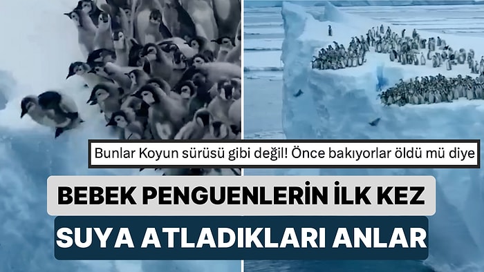 Daha Önce Görüntülenmemiş Anlar: Ödüllü Belgeselci Bebek Penguenlerin İlk Kez Suya Atladığı Anları Kaydetti