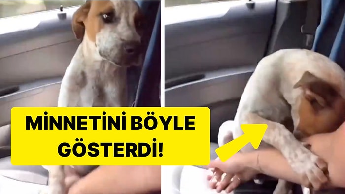 Karşılıklı Ağladılar: Barınaktan Sahiplenilen Köpeğin Minneti Sizi Gözyaşlarına Boğacak!