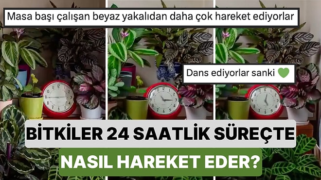 Bitkilerin 24 Saat İçinde Nasıl Hareket Ettiğini Gözlemlemek İçin O Anlar Kayıt Altına Alındı