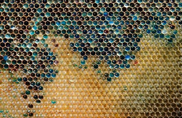 3. Yakınlardaki bir gıda fabrikasının artıklarına giden arıların oluşturduğu renkli bal petekleri.