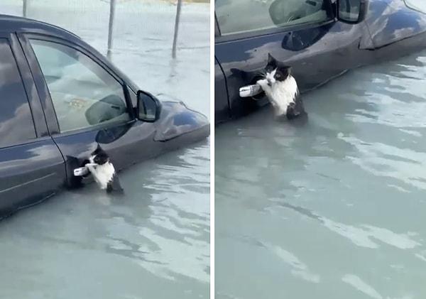Bir kedi, Dubai'deki selde mahsur kaldı.