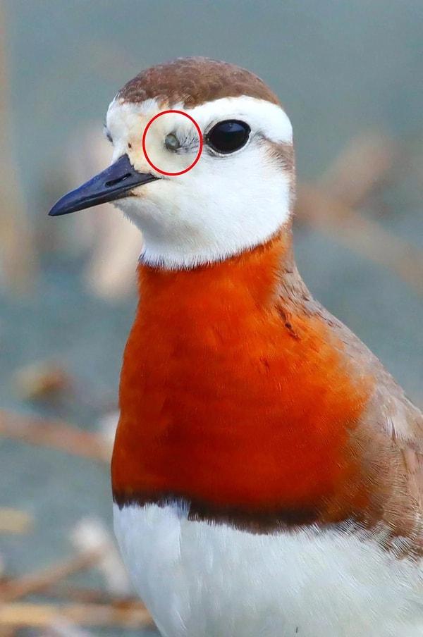 Güney Afrika göçmeni kuş fotoğrafını inceleyen uzman veteriner hekim Coşkun, iki tarafta da gaga ile gözü arasındaki iki ayrı keneye dikkati çekerek, şunları söyledi: 👇