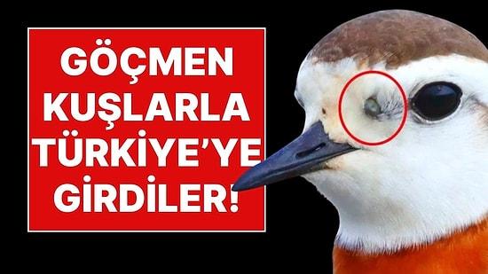 Keneler Göçmen Kuşlarla Türkiye'ye Giriş Yapıyor: Uzmanlardan Hastalık Uyarısı