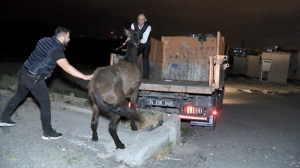 Sultangazi Belediyesine ait zabıta ekipleri kesilmekten son anda kurtulan 3 canlı atı koruma altına aldı. Kesilmiş at etleri ise imha edilmek üzere götürüldü.
