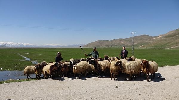Her birine aylık 40 bin TL ücret verip, yemek masraflarını karşılayan besicilerin teklifi kabul eden 6 İranlı çoban, 7 bin hayvanlı sürüyü 5 ay boyunca merada otlatacak.