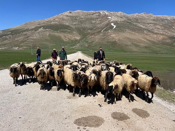 ''Buradaki gençler çalışmak için batı illerine gidince son 2 yıldır yerli çoban bulamıyoruz. Çoban konusunda büyük sıkıntılar yaşanıyor. Bu konuda çiftçilerimiz bize başvuru yapıyorlar, biz de İran'dan çoban getirttik. İranlı çobanlar, bu bölgeyi fazla bilmedikleri için zorluk çekiyor ama kısa sürede alışıyorlar. Yerli çoban olsa daha iyi olurdu.''