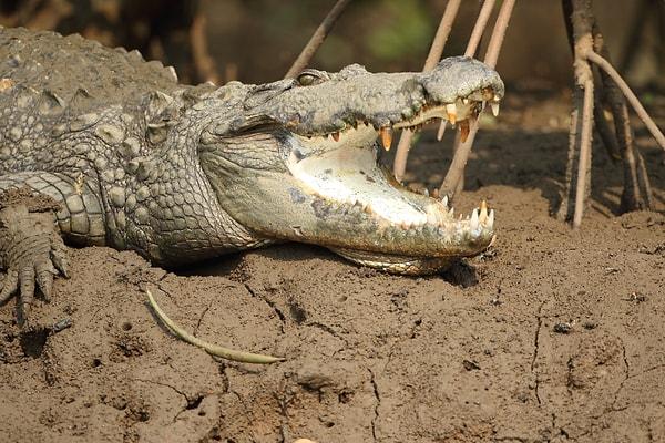 Bilimsel adı Crocodylus palustris olan ve bataklık timsahı diye de bilinen bu tür, genellikle İran'ın güneyinde ve Hindistan'da görülüyor.