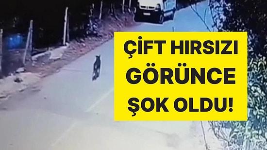 Akılalmaz Olay: Altın Dolu Çantayı Sokak Köpeği Çalmış!