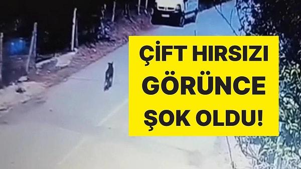 Akılalmaz Olay: Altın Dolu Çantayı Sokak Köpeği Çalmış!