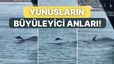 Konteyner Gemisine Önderlik Ederek Yüzen Yunuslar İstanbul Boğazı’nda Etkileyici Anlar Yarattı